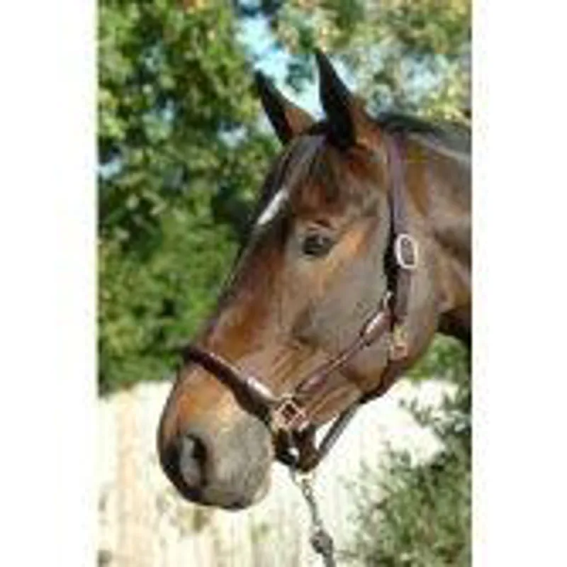 Ascot Plaited Head Collar